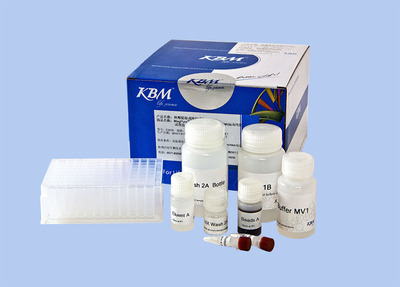 KBM Blood Genomic DNA Extraction Kit-Midi